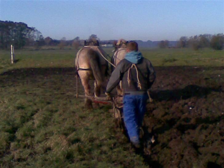 Belgier Rikke  SOLGT - Pløjning billede 5