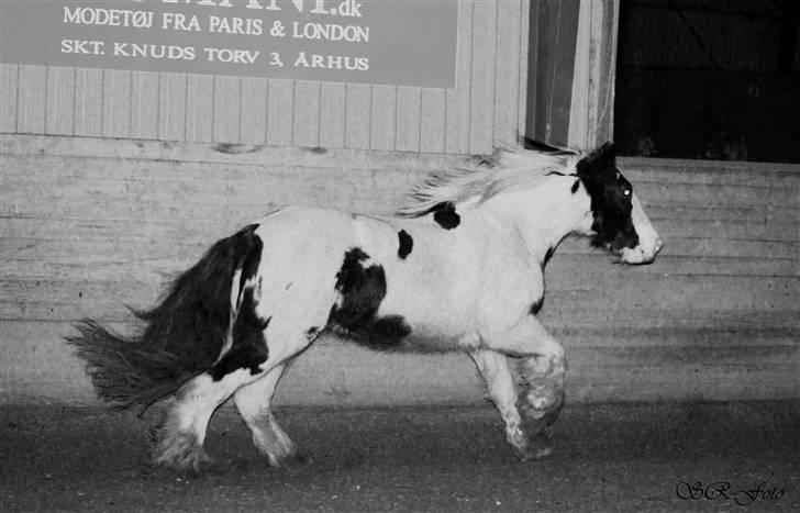 Irish Cob WW Maggie  - Og hun KAN faktisk godt galopere :D billede 9