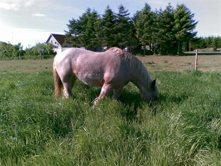Belgier Rikke  SOLGT - Dejligt endelig på sommergras billede 6