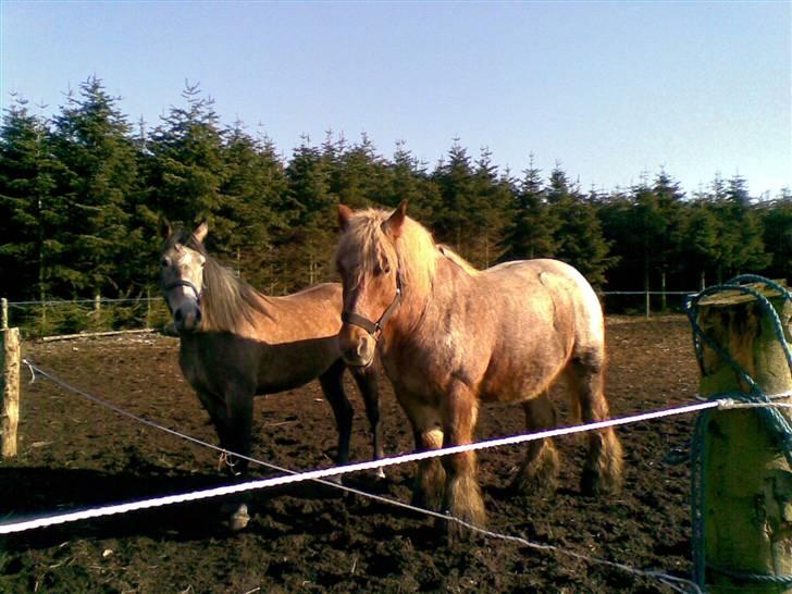 Belgier Rikke  SOLGT - Her er jeg med Evita billede 7