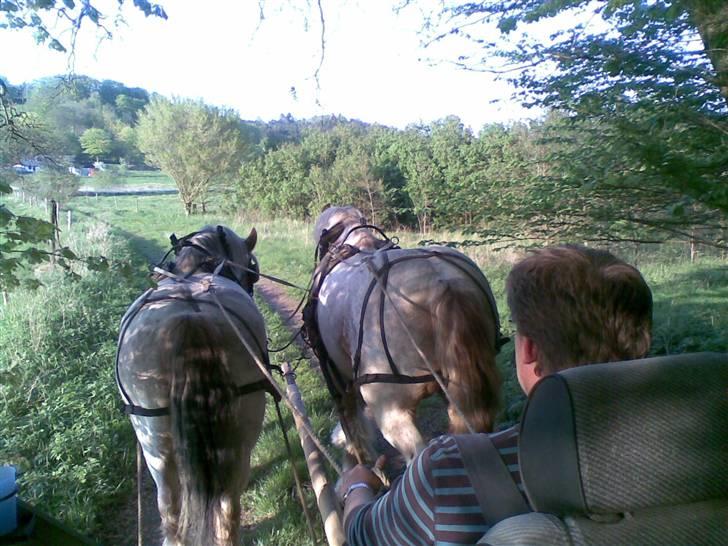 Belgier Rikke  SOLGT - På tur over til Carsten billede 8