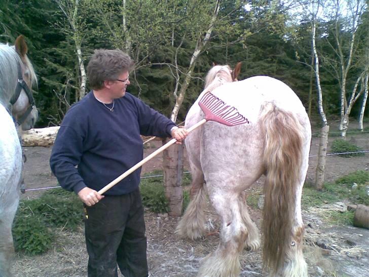 Belgier Rikke  SOLGT - Så skal vinterpælsen af, skønt at blive friseret billede 9