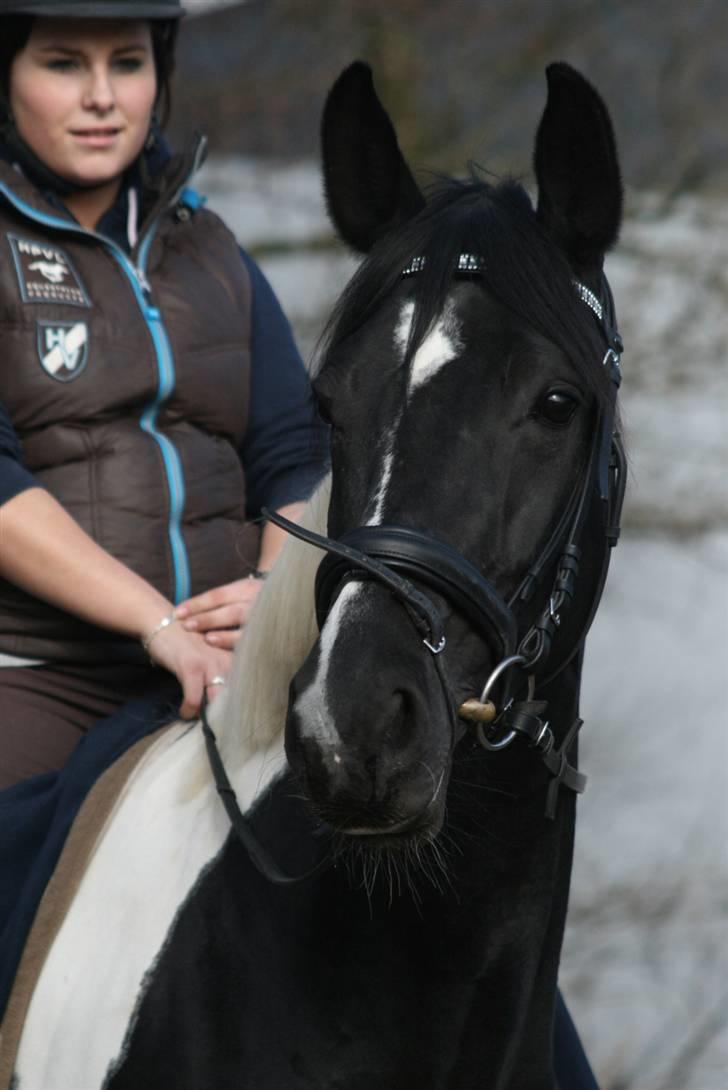 Anden særlig race Black and White HH solgt billede 16