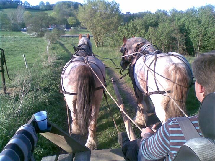 Belgier Rikke  SOLGT - på køretur billede 10