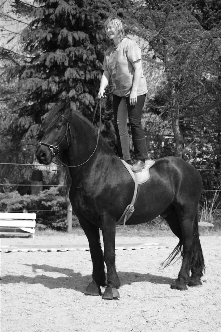 Frieser Charli - Tosserier på ridebanen billede 15