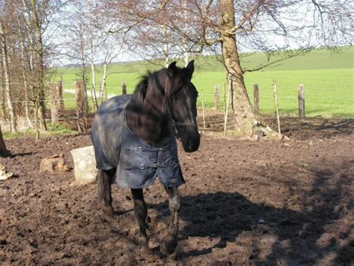 Pinto Noll - Noll hjemme på folden billede 2