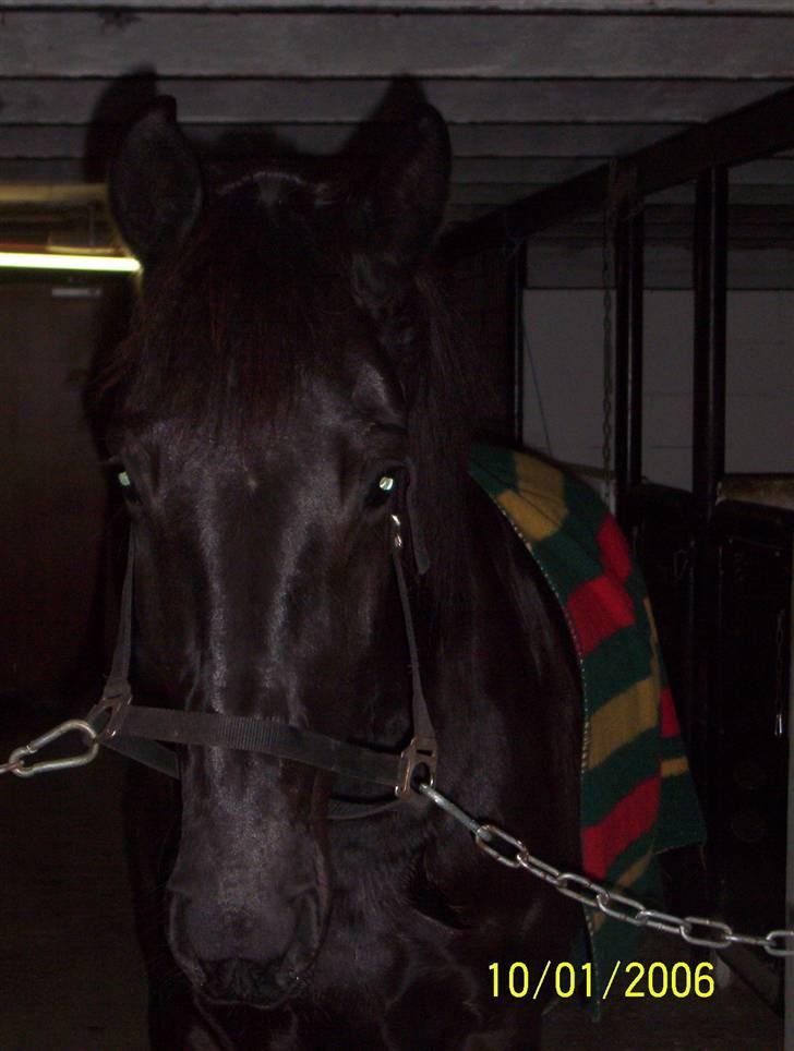 Pinto Noll - Lille Noll billede 3