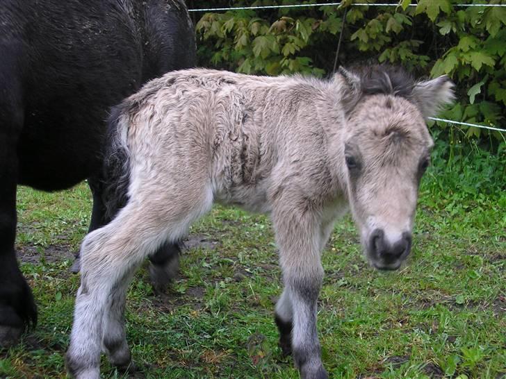 Shetlænder Yvonnes Fiona - Fiona 1 dag gammel billede 1