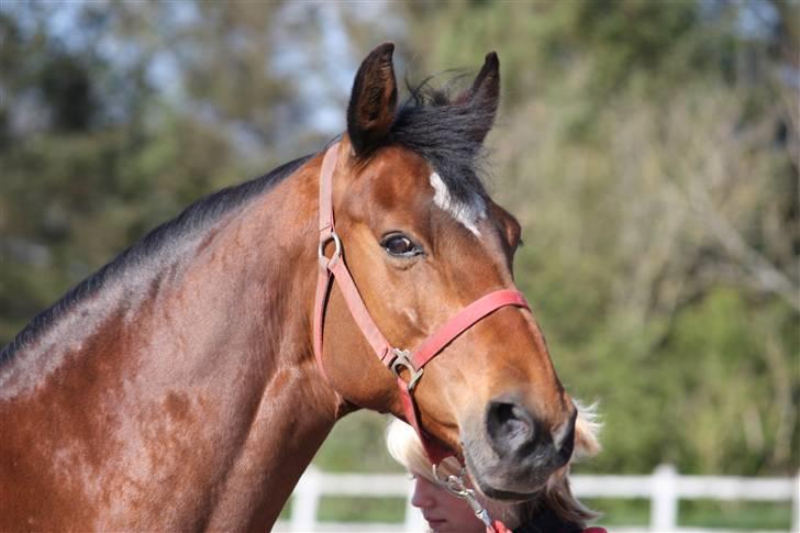 Dansk Varmblod Gurkemeje Brunshøj - Maj 09, inden vi skulle til undervisning (: billede 2