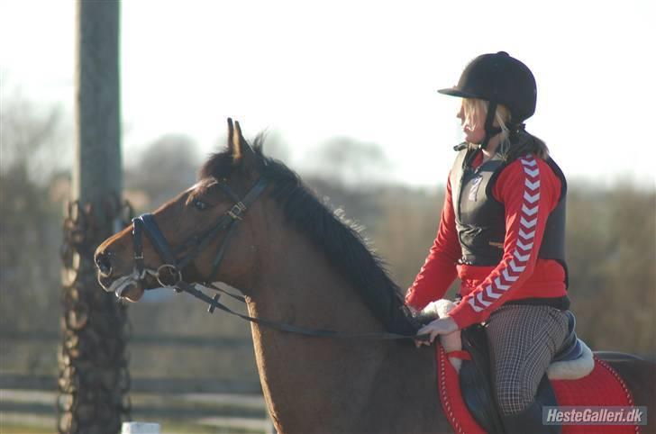 Dansk Varmblod Gurkemeje Brunshøj - Spring i marts (: billede 7