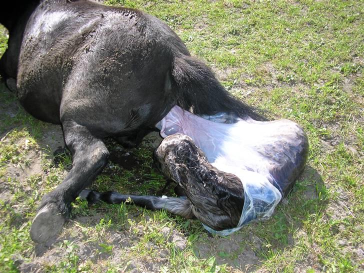Shetlænder Yvonnes Fiona billede 2