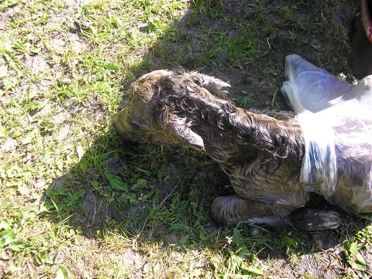 Shetlænder Yvonnes Fiona billede 3