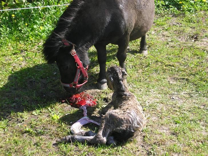 Shetlænder Yvonnes Fiona billede 4