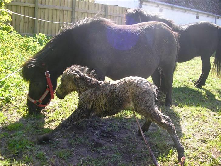 Shetlænder Yvonnes Fiona - Fiona 10 min. gammel billede 5