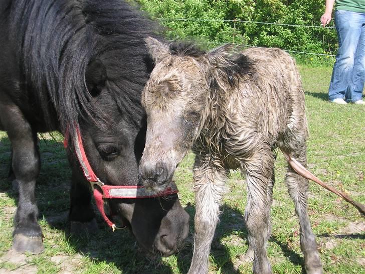 Shetlænder Yvonnes Fiona billede 6