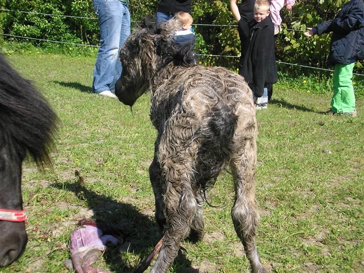 Shetlænder Yvonnes Fiona billede 7