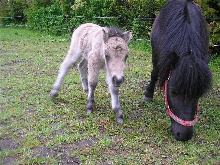 Shetlænder Yvonnes Fiona billede 8