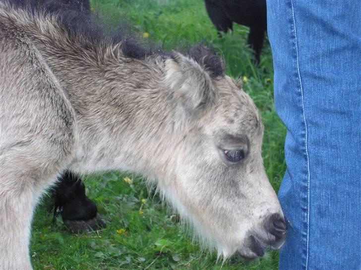 Shetlænder Yvonnes Fiona billede 9