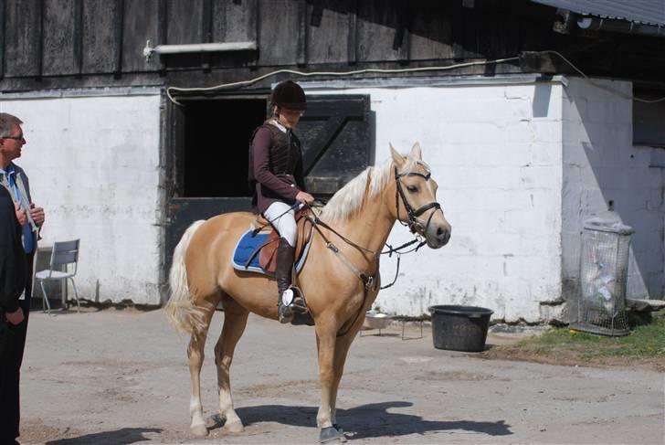 Palomino Imke *Rider* *solgt* - Den smukke og mig venter og ser ;) vi blev første uplaceret ;)<33 billede 1