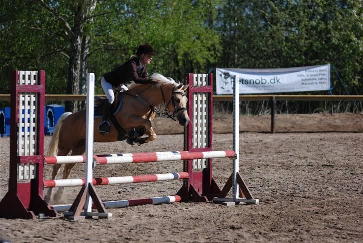 Palomino Imke *Rider* *solgt* - Uh uh Vi kommer nu ;)<33 billede 3