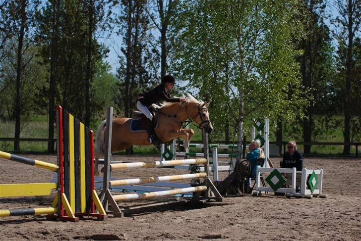 Palomino Imke *Rider* *solgt* billede 4