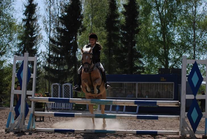 Palomino Imke *Rider* *solgt* - Imke springer som en drøm<33 billede 5