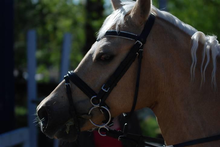 Palomino Imke *Rider* *solgt* - Imke muuus <3333 Såååå!!! smuk :)<3 billede 6