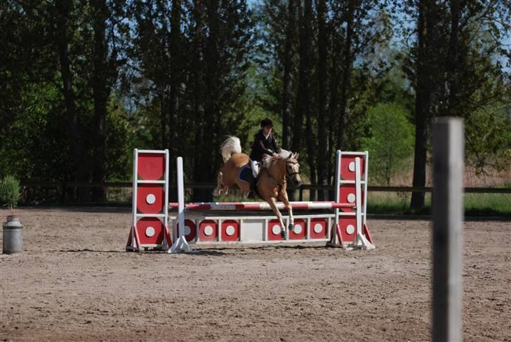 Palomino Imke *Rider* *solgt* - Smukke tøssen <333 billede 7
