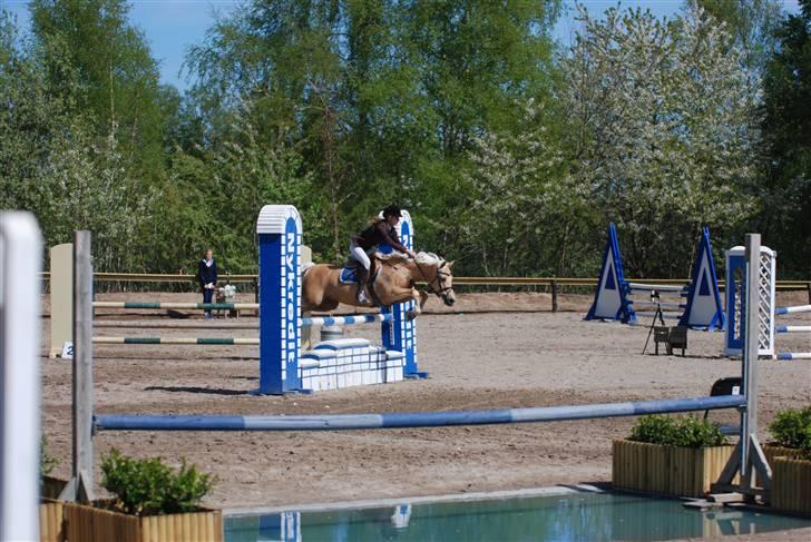 Palomino Imke *Rider* *solgt* - Skaat<33 billede 8