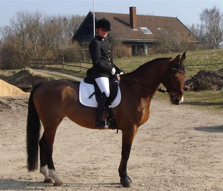 Dansk Varmblod May Daphine *MOR HANNE'S* billede 4