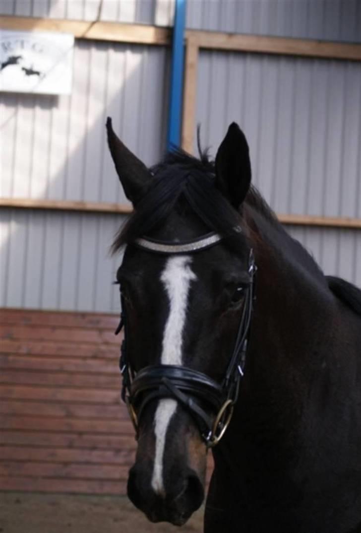 Holstener Don Laurel D'Unique billede 1