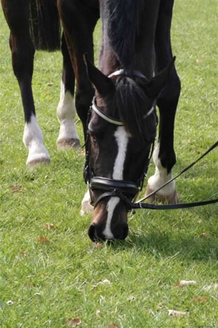 Holstener Don Laurel D'Unique billede 2