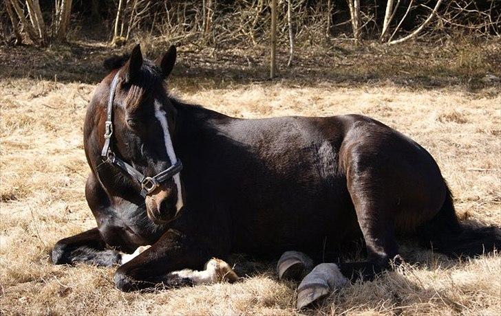 Holstener Don Laurel D'Unique - Slapper af i forårs solen <3 billede 8