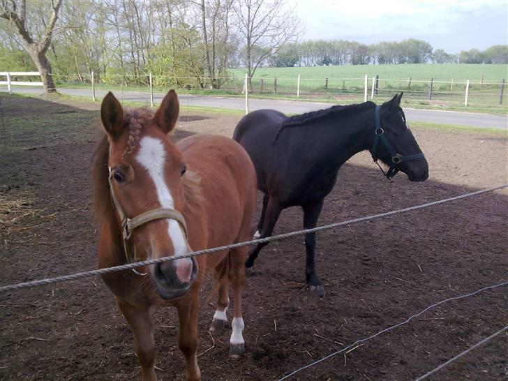 Anden særlig race Chili af HedegaardenSOLGT - efter første dag på staldgangen... det synes hun nu ikke lige var sagen... billede 1