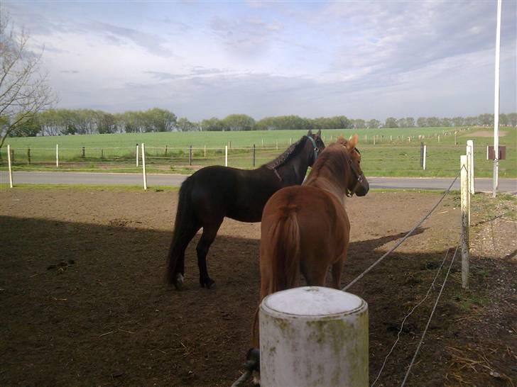 Anden særlig race Chili af HedegaardenSOLGT - søster kan godt give den tryghed der er brug for når man er et nyt sted billede 2