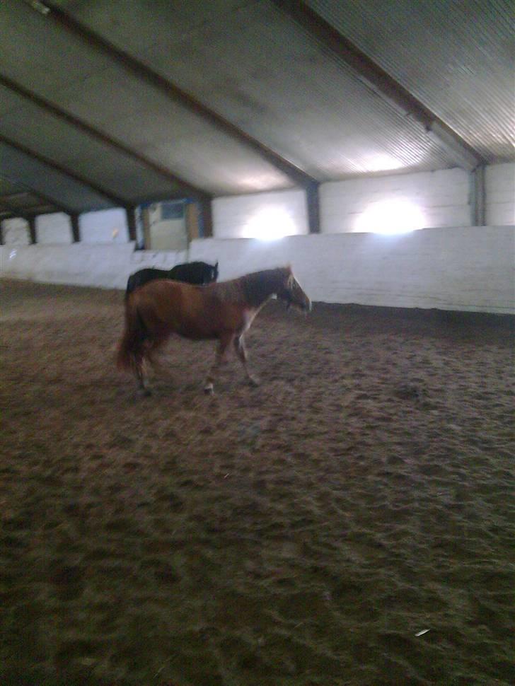 Anden særlig race Chili af HedegaardenSOLGT - så har hun også prøvet at være i ridehallen ... hmm spændende billede 3