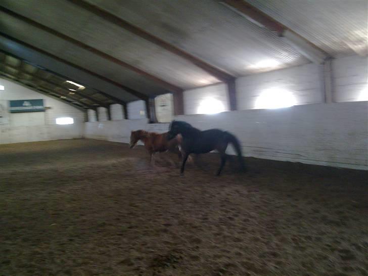 Anden særlig race Chili af HedegaardenSOLGT - FUCK hun er farlige hende der står med det kamera... :o) billede 4