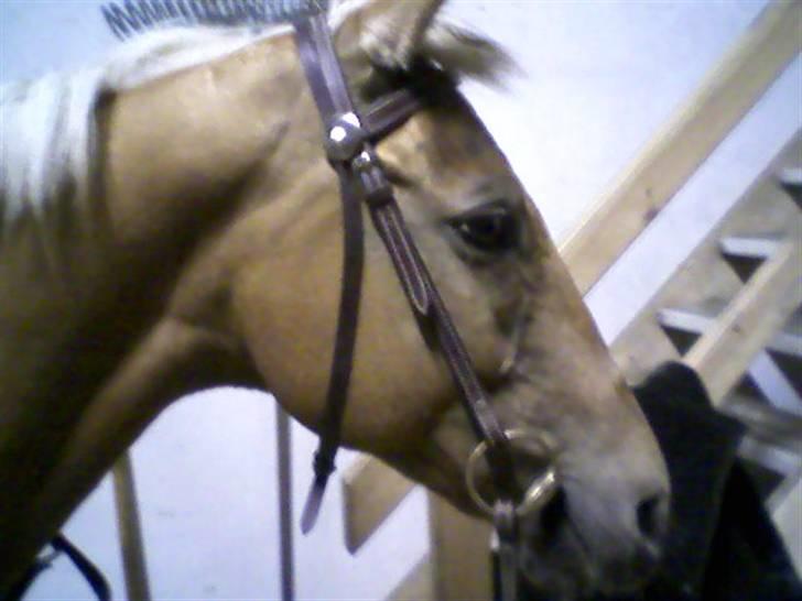 Cruzado Cabosa <3 (SOLGT/:) R.I.P - Cabosa med western trense :) billede 20