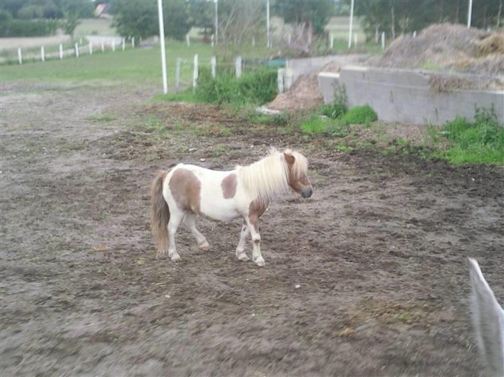 Shetlænder Hiawatha <3 Solgt - R.I.P - Hutte kort tid inden han blev solgt :/ Savner dig pus <3 Foto: Malene Friis billede 11