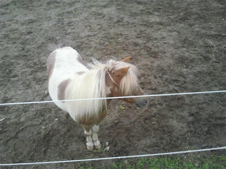 Shetlænder Hiawatha <3 Solgt - R.I.P - Hutta min maskot!<3 Savner lille dig i stalden =,( .. Billedet er taget kort tid inden han blev solgt. Foto: Malene Friis billede 12