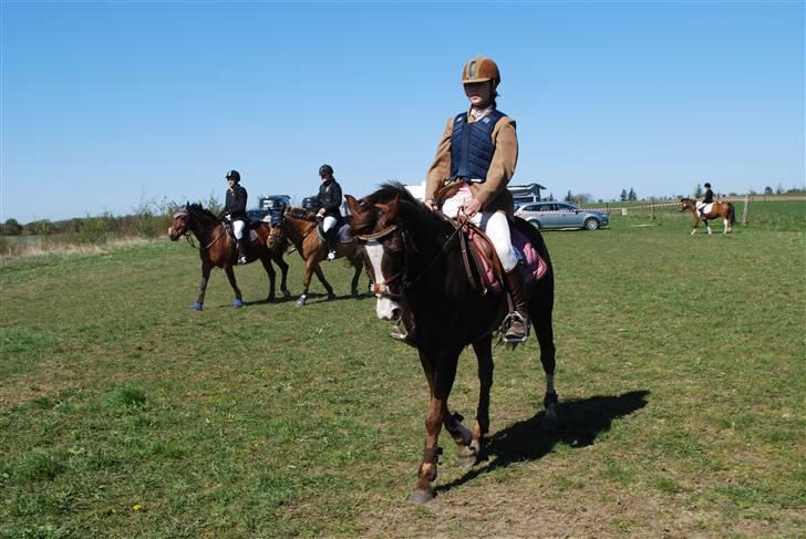 Tysk Sportspony Frenki  billede 17