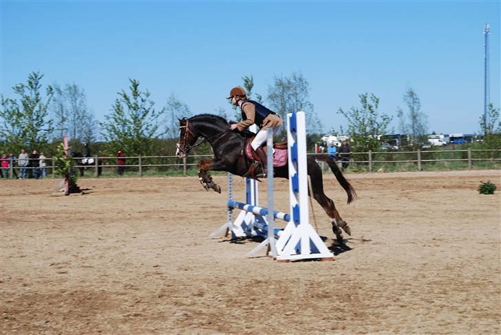 Tysk Sportspony Frenki  billede 18