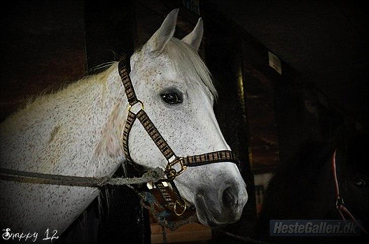 Anden særlig race Snappy .<'3 - Vores eventyr! Var Fantastisk. Foto: Mille billede 5