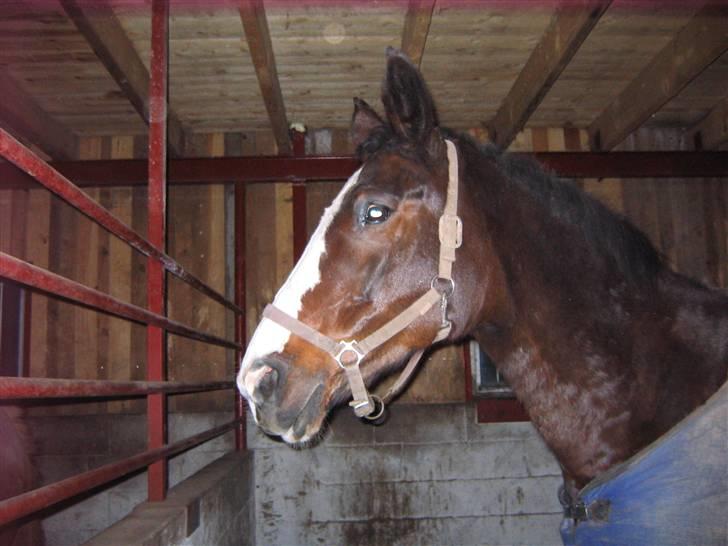 Dansk Varmblod Sandra - Sandra med dækken :) billede 11