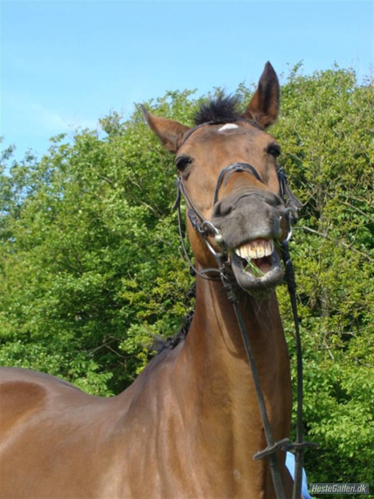 Dansk Varmblod Ramona.  billede 19