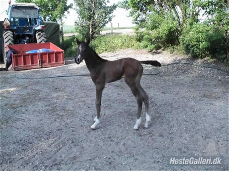 DSP Stidsbjergs Night Whisper billede 1