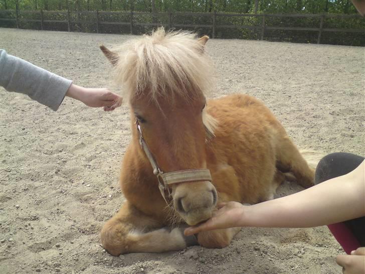 Shetlænder Snuske  - Snuske der ligger ned ;D billede 11