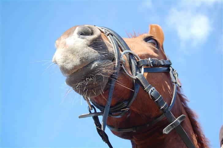 Anden særlig race Chili - oh, hell to the no! I'm not down with this background singing nonsense.. I'm Beyonce! I ain't no Kelly Roland - Mercedes <3 billede 8