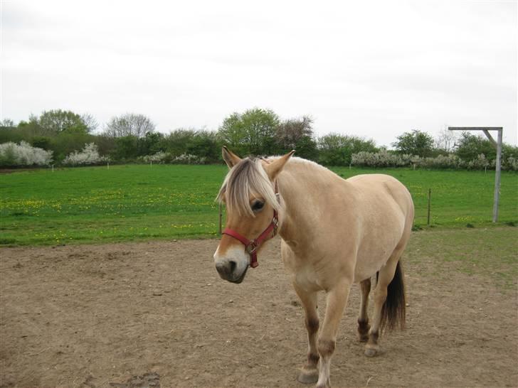 Fjordhest Sally - Solgt - Mig inde på marken:b Foto: Mig. billede 10