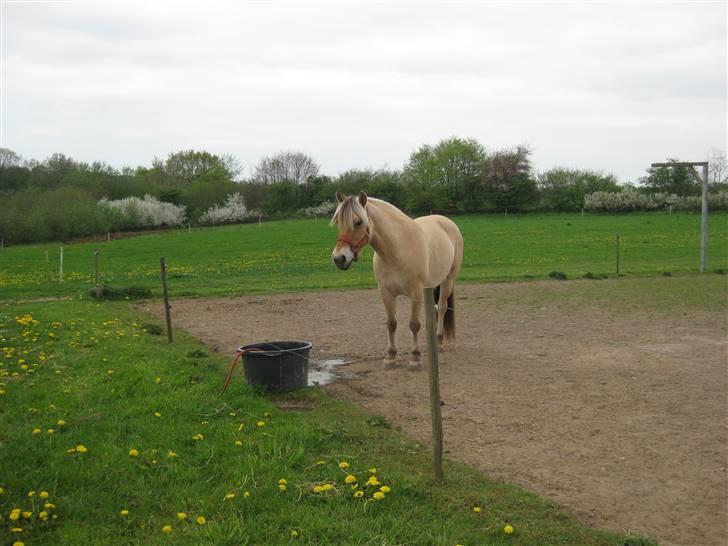 Fjordhest Sally - Solgt - Mig inde på marken:b Foto: Mig. billede 11